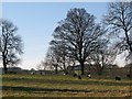 Pastures near Thornley Villa