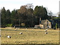 Pasture and woodland near Thornley Gate