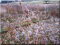 Watercress beds, Newington