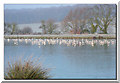 Birds standing on the ice.