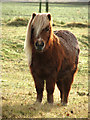 Shetland Pony in thick winter coat