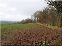 SO5430 : Field by the bridleway, N of Hoarwithy by Pauline E