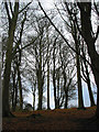 Winter beeches atop Dinedor Camp