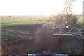 Cattle grazing land, Great Bells Farm, Eastchurch