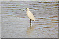 Little Egret in Widewater Lagoon