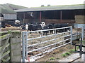 TR2553 : Cattle at Bonnington Farm, Goodnestone by Nick Smith