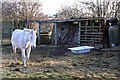 Horse and its shelter