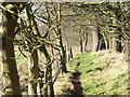 Path West of Pyrford Green