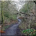 Kingswinford Railway Walk, West Midlands