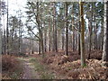 Footpath from top of Ashley Hill towards Warren Row