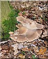 Oyster Mushrooms, Tile Wood