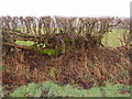 Old pleached hedge