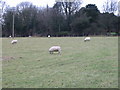 Grazing sheep