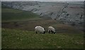 SD9874 : Sheep Above Park Gill by Steve Partridge
