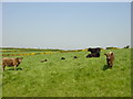 Cows and Calves in field near Oldfield Farm