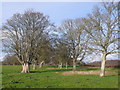 Avenue of Trees at Ilsington, Dorset