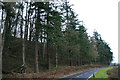 Mixed woodland at Pen-y-banc