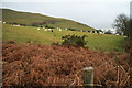 Sheep pastures at Glog