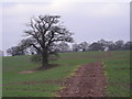 Footpath over open field