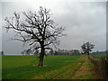 Oak in a field