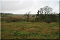 Rough grazing by the A483