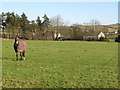 Grazing land near Pasture House