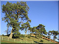 Scots pine trees at Skelfhill