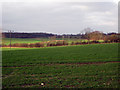 Fieldscape behind Kelsale Lodge