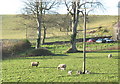 December lambs at Pant Glas Farm