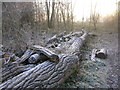 Fallen Trees at Lawn Lane Field