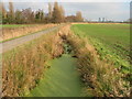 View NE along ditch and Cooper Street Grove across Goshall Valley