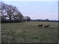 SJ3717 : Horses in pasture by Jonathan Billinger