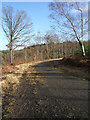 Forest road in Wyre Forest in Winter