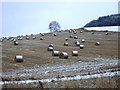 Hay bales in a snowy field