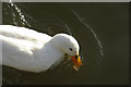 Duck, Daventry Reservoir