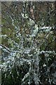 Lichens