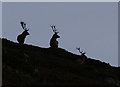 NO3084 : Deer silhouettes by Mike Pennington