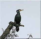 TQ3096 : Cormorant sitting in tree on island in Boxer's Lake, Enfield by Christine Matthews