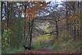 Wendover woods in Autumn