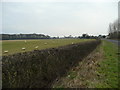 Sheep pasture by the A458