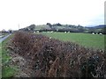 Sheep above Hengwm Plantation