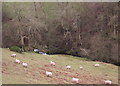 The Ysgir Fechan above Yscirfechan Farm