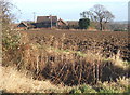 Field scene, Barking Tye