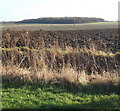 Fields near Barking, looking to Swingen