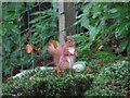 Red squirrel