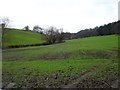 Winter wheat beside the road to Gwern-goch