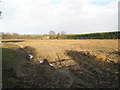 Farmland looking north at Nutbourne