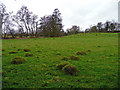 Anthills in pasture