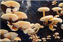 J4681 : Winter fungus, Crawfordsburn Glen by Albert Bridge