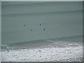 Whitsand Bay Surfers